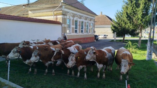 Protest în fața Primăriei Bod