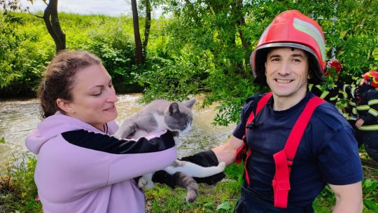 Pompierii au salvat o pisică urcată într-o salcie de 10 metri înălțime