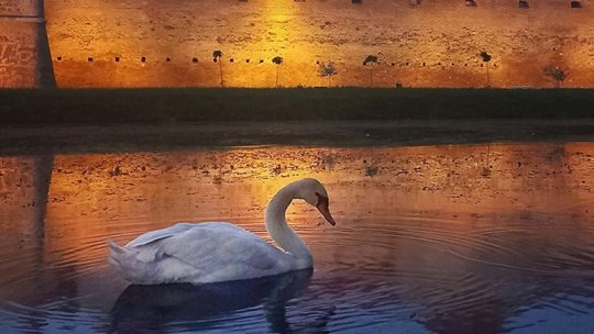 Pe lacul Cetății Făgăraș pot fi admirate, din nou, lebede