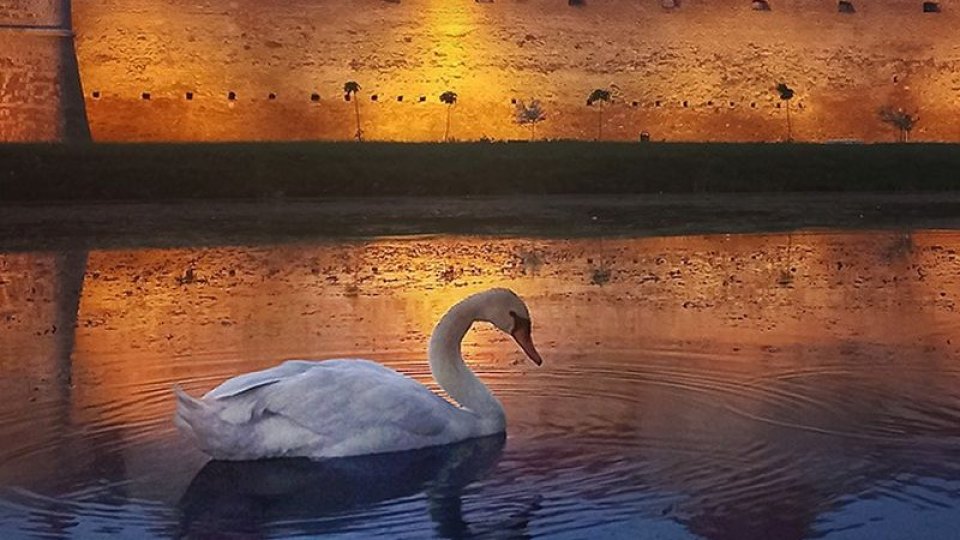 Pe lacul Cetății Făgăraș pot fi admirate, din nou, lebede