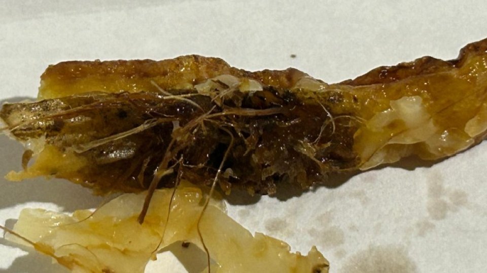 Gândaci în bucătăria unui restaurant din Brașov