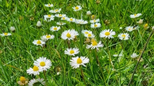 Atenție la căpușe!