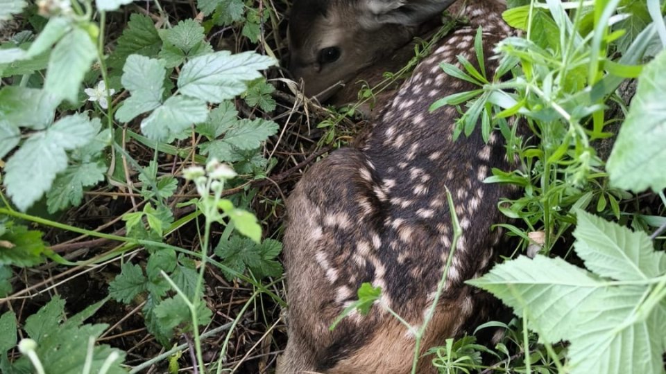 Misiune de suflet pentru jandarmii brașoveni: povestea lui Bambi, cu final fericit!