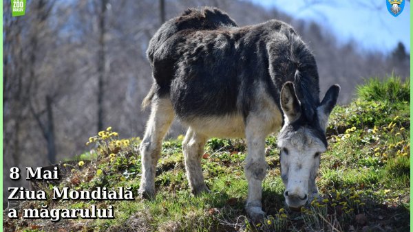 Ziua Mondială a Măgarului va fi sărbătorită la Zoo Brașov