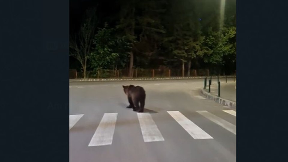 VIDEO Urs în centrul stațiunii Poiana Brașov