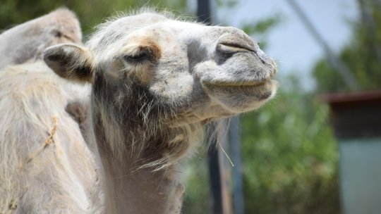 Sandra, Bea și Sharif au fost vedetele zilei la Zoo Brașov