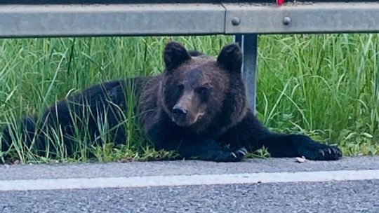 Urșii de pe Transfăgărășan vor fi relocați în sanctuarul de la Zărneşti