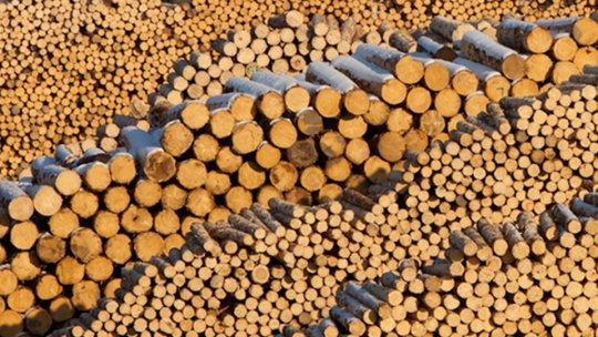 Prinși cu căruțele pline cu lemne furate