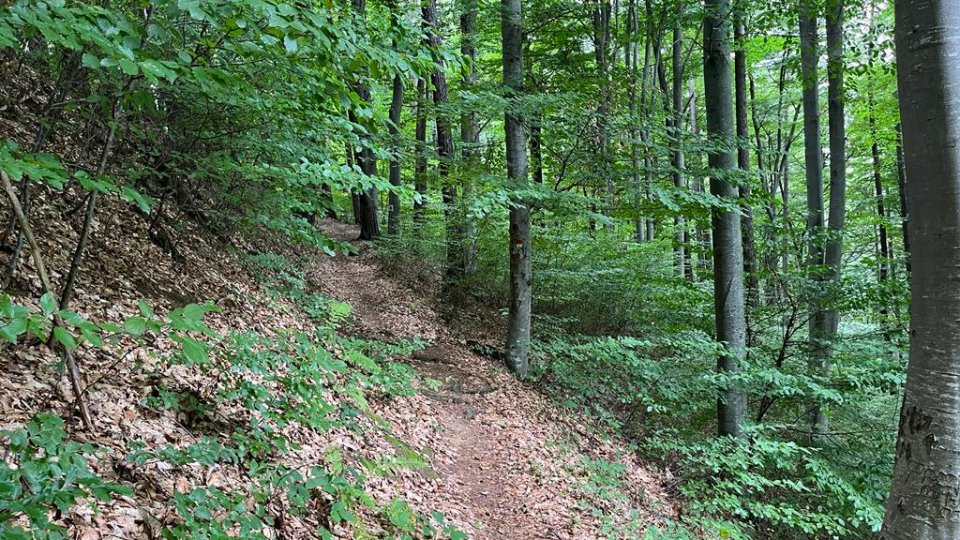 Studiu: Pădurile pot fi gestionate durabil