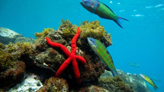 8 iunie, Ziua Mondială a Oceanelor