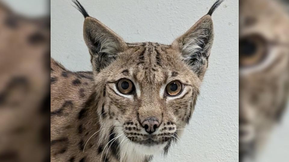 Un nou locatar la Zoo Brașov