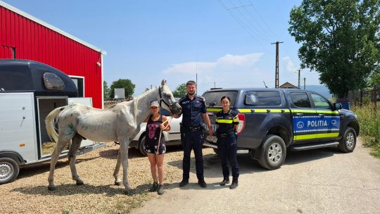 Un cal chinuit de stăpân a fost salvat de polițiști