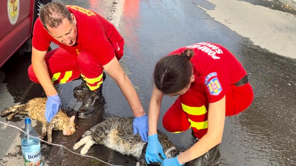 Pompierii brașoveni au salvat din flăcări două pisici