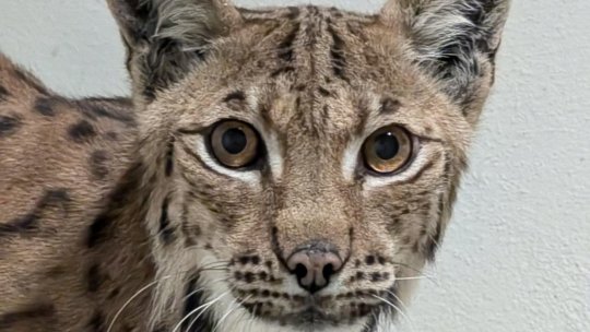 Râsul adus acum o săptămână la Zoo Braşov a fost adoptat