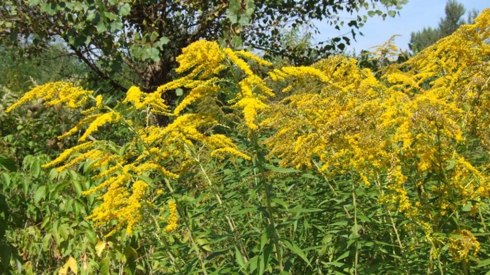 Grijă mare la plantele invazive!