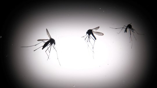 Infecţie cu virusul West Nile, confirmată la un pacient din Bucureşti