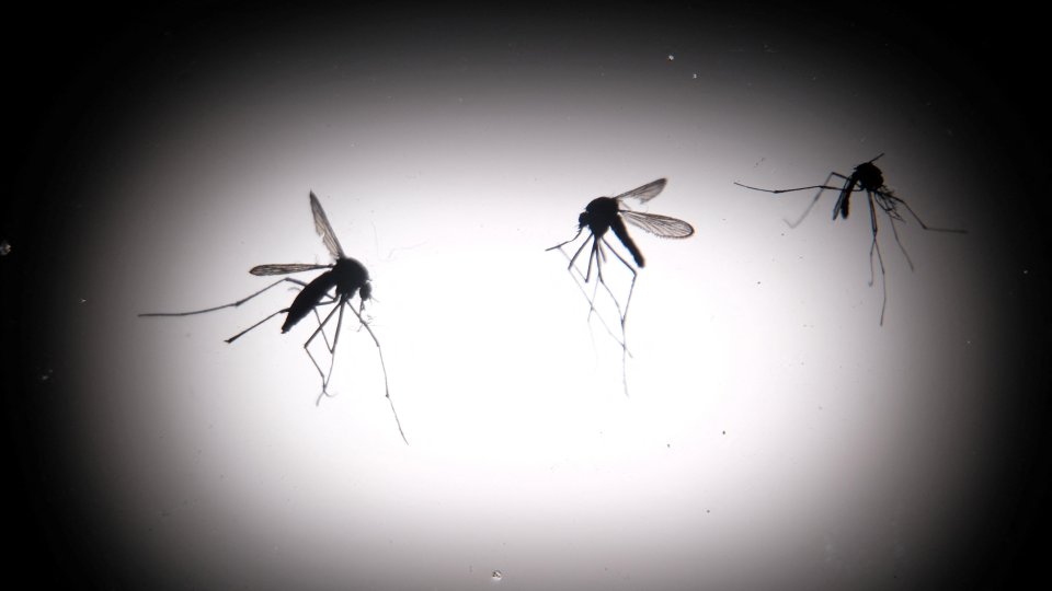 Infecţie cu virusul West Nile, confirmată la un pacient din Bucureşti