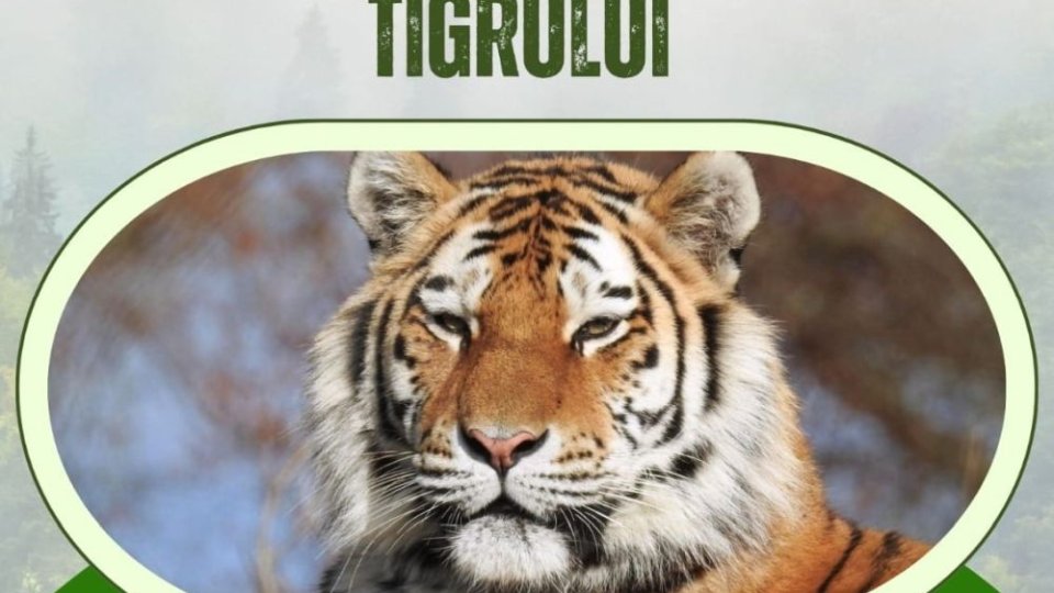 Zi aniversară pentru tigru, la Zoo Brașov