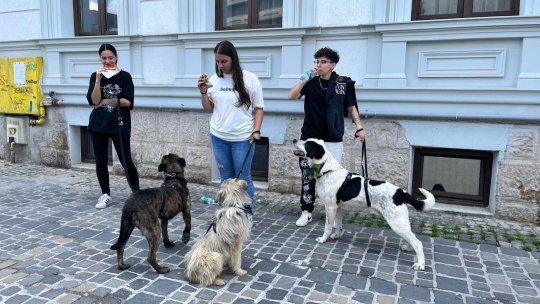 Câinii trebuie protejați de soarele dogoritor