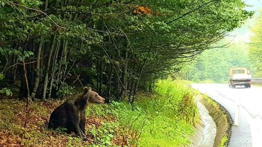 Situația pagubelor produse de speciile strict protejate, în județul Brașov