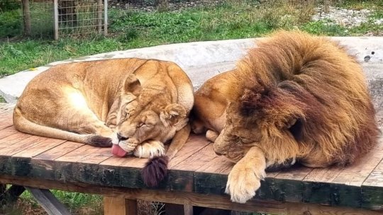 Dietă specială și apă în permanență pentru animalele de la Zoo Brașov