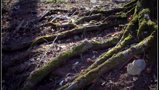 Cea mai mare pădure-parc din țară, la Brașov