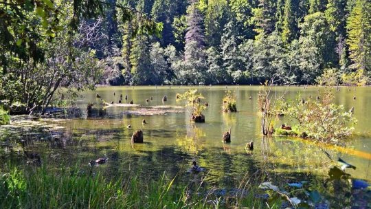 JURNAL DE CĂLĂTORIE. Lacul din România în care s-a scufundat o pădure