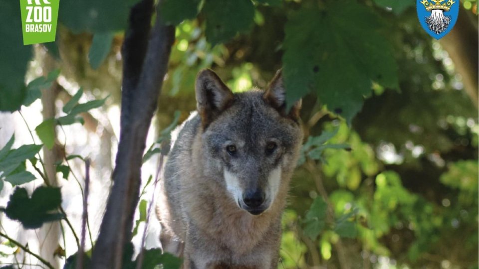 Ziua internațională a lupului, marcată la Zoo Brașov