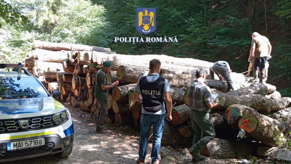Polițiștii au confiscat material lemnos în valoare de peste 165.000 de lei de la o societate comercială din Bran