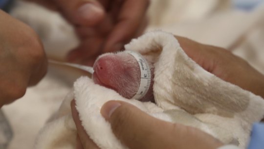 Pui gemeni de panda s-au născut la Zoo Berlin