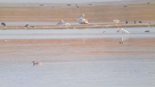 Secetă la lacuri. „E dezastru din punct de vedere ecologic”