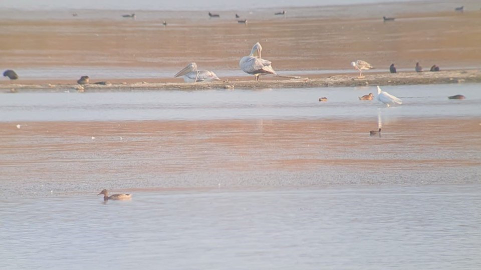 Secetă la lacuri. „E dezastru din punct de vedere ecologic”