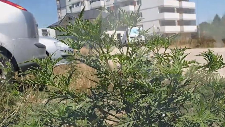 Ambrozia este în plin proces de înflorire