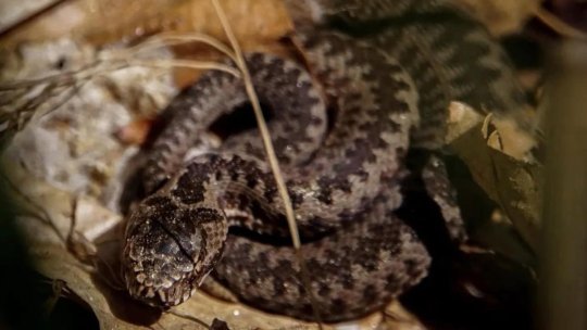 Măsuri de prim ajutor în caz de mușcătură de viperă