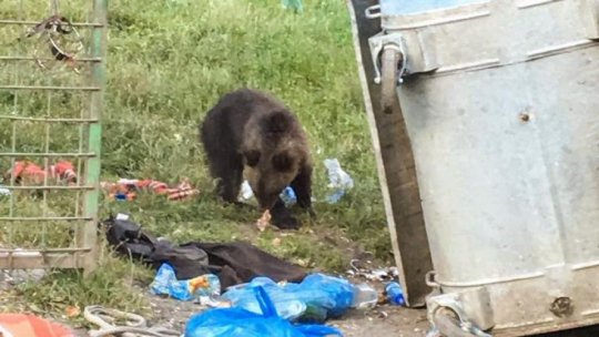 Mai puține pagube în gospodării produse de speciile protejate