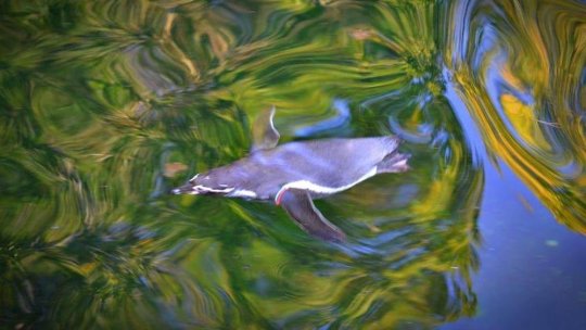 Aproape 30.000 de lei în plus va primi Grădina Zoologică Brașov