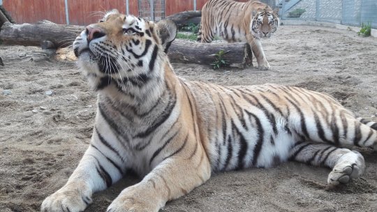 Ziua Internațională a Grădinilor Zoologice și a Parcurilor, marcată la Zoo Brașov