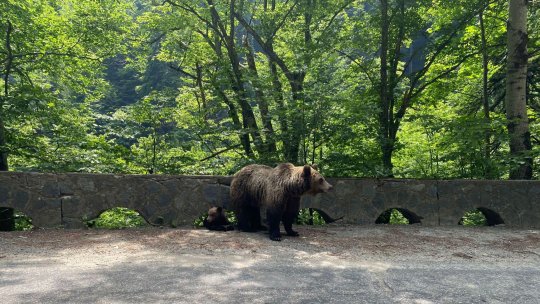 Ursoaica și puiul din zona Noua – Dârste, capturați