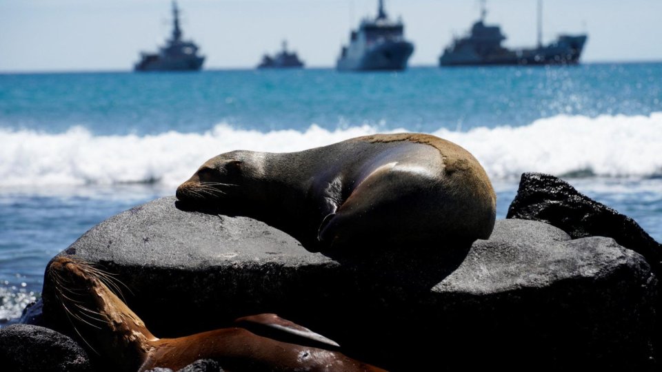 Lei-de-mare, folosiți la cartografierea habitatelor de pe fundul mării