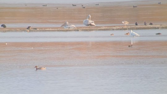 Rezultate neașteptat de bune ale proiectului de la Dumbrăvița