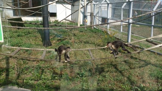 Ziua Internațională a Primatelor, sărbătorită la Zoo Brașov