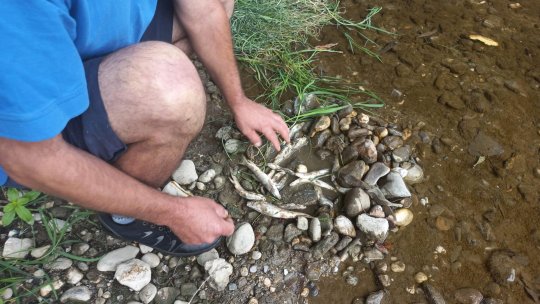 Pești morți în apele pârâului Timișul Sec