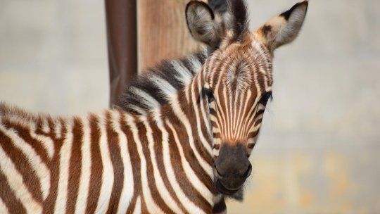 Puiul de zebră de la Zoo Brașov a fost adoptat