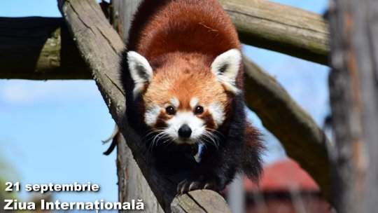 Ziua Internațională Panda Roșu va fi marcată la Zoo Brașov