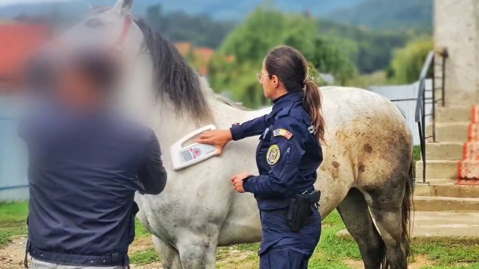 Amenzi și dosare penale de la Poliția Animalelor