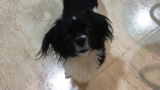 Campanie de sterilizare a animalelor cu stăpân, la Bran