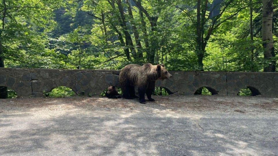 Două persoane atacate de urs în localitatea Crizbav