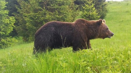 Agenția pentru Protecția Mediului Brașov a emis autorizațiile pentru recoltarea urșilor-problemă din județul Brașov