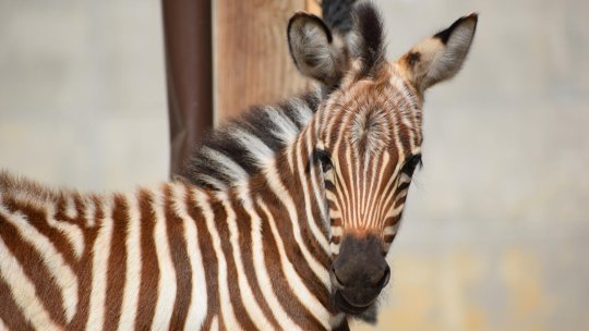 Pui de zebră născut la Zoo Brașov