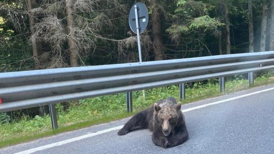 Turiștii prinși că hrănesc urșii pe Transfăgărășan vor fi amendați de două ori